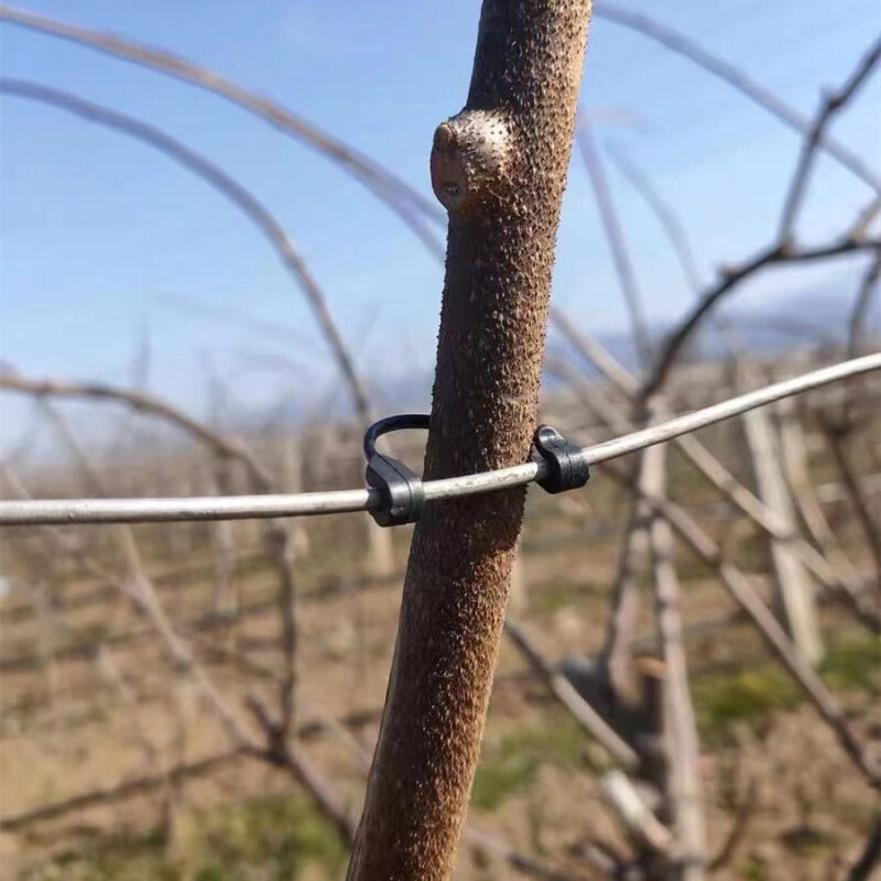 芊阙*轻奢葡萄绑枝卡猕猴桃绑枝卡葡萄绑枝卡扣绑枝卡子猕猴桃绑枝抖