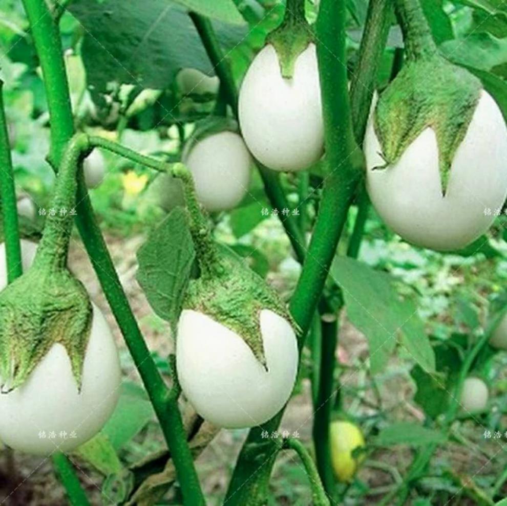白蛋茄鸡蛋茄种子大面积种植洁白高产绿罐茄采收期长杂交种蔬菜籽白云