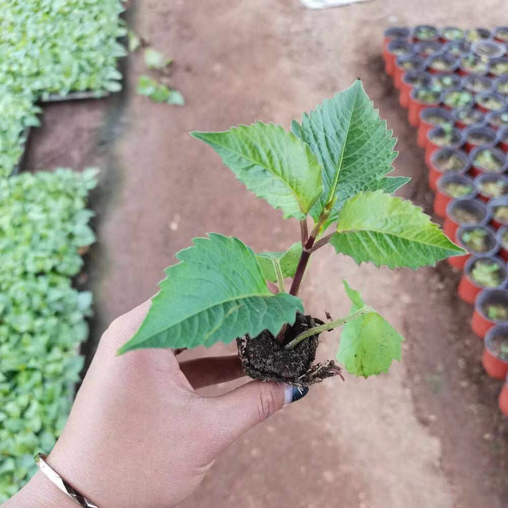 朵芮蜜大丽花花苗根地瓜花盆栽小丽花菊花室内室外花卉植物四季开花易