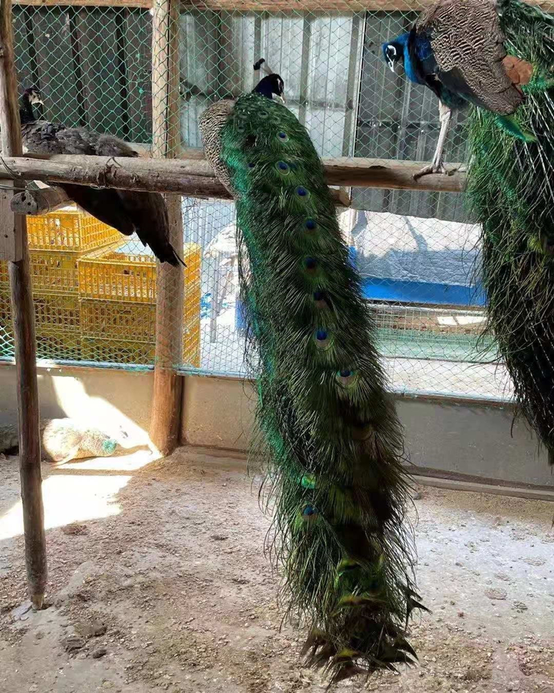 【包活】采缇(caiti)孔雀苗活体白孔雀幼鸟花孔雀观赏鸟活物宠物鸟