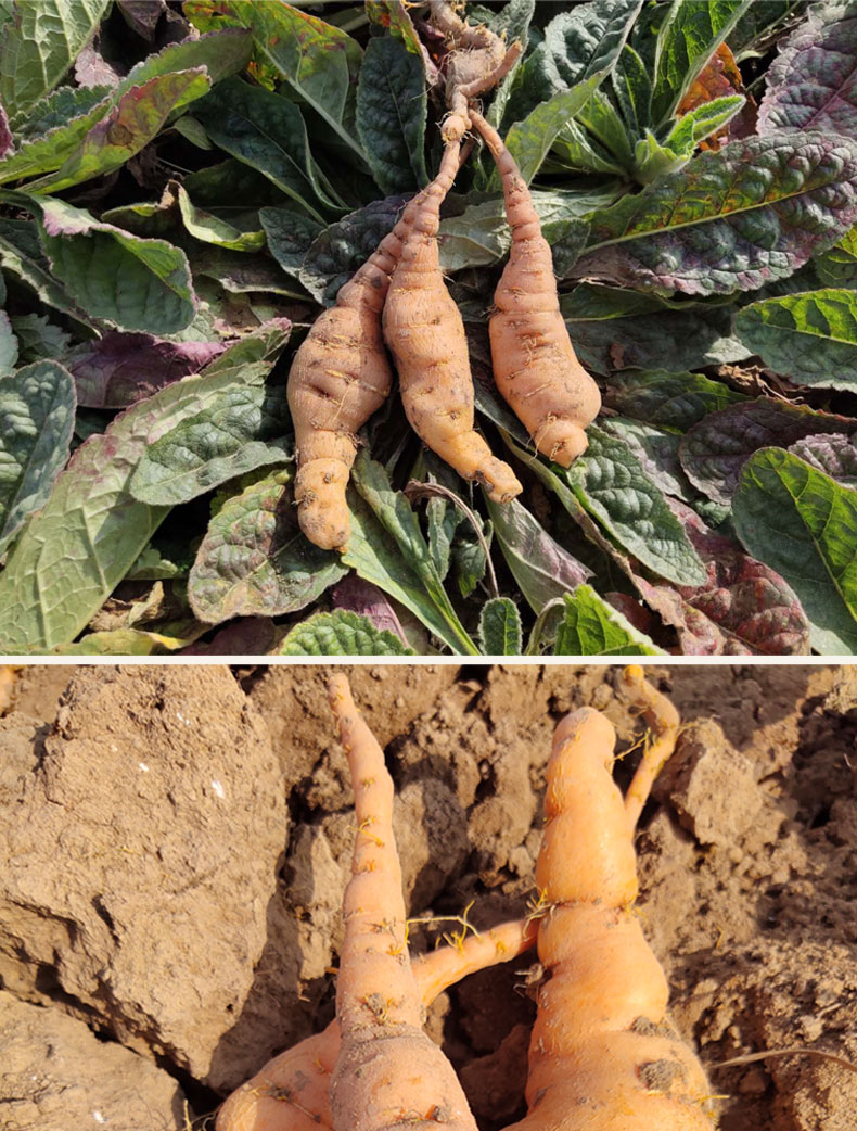 康中尊河南焦作怀地黄鲜地黄生地黄中鲜生地新鲜滋补