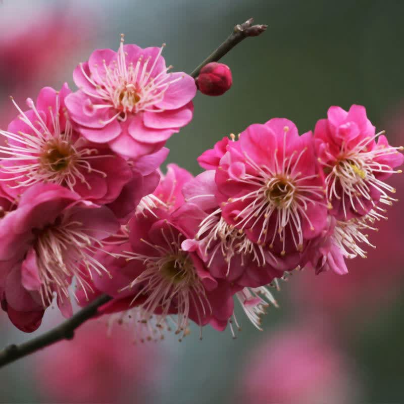 原生梅花老桩盆栽地栽冬季开花耐寒浓香型庭院室内红梅绿梅龙游梅