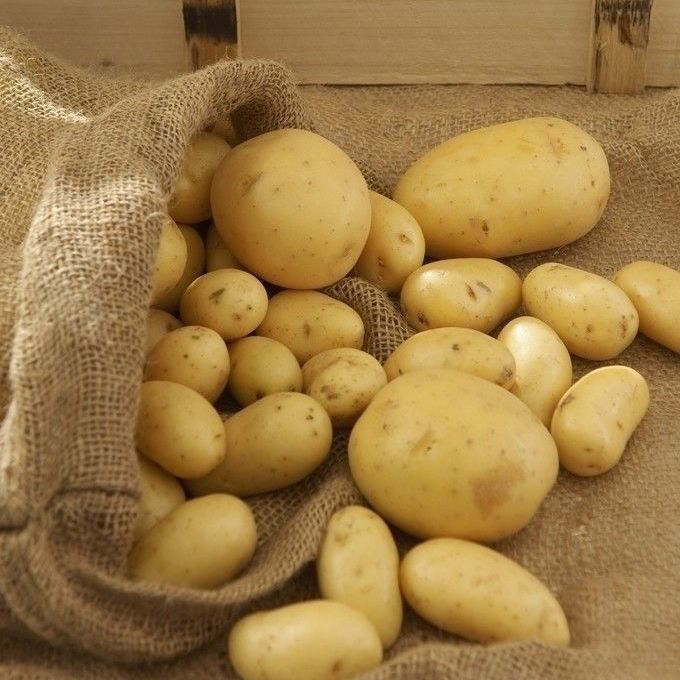 黑龙江2021土豆10斤净重装马铃薯洋芋黄心大土豆精品蔬菜土豆发10斤大
