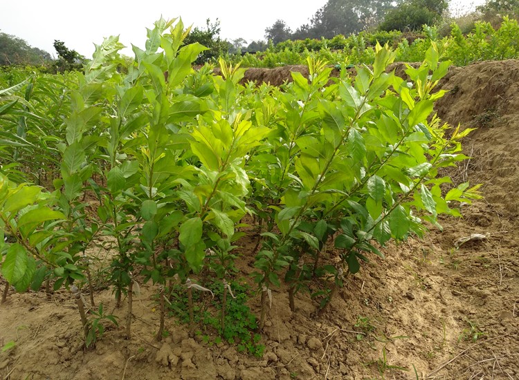 三华李苗米李嫁接果树苗南北方种植迟熟早熟珍珠李子钱排三华李树