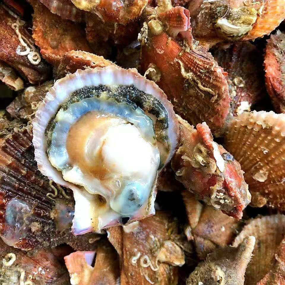 顺丰直达扇贝鲜活新鲜港湾贝带壳超大扇贝海鲜水产海捕贝类5斤