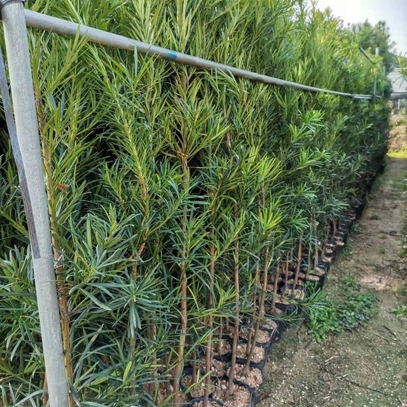 正宗罗汉松树苗造型盆景盆栽小盆栽小苗幼苗树庭院罗汉松3棵90cm高