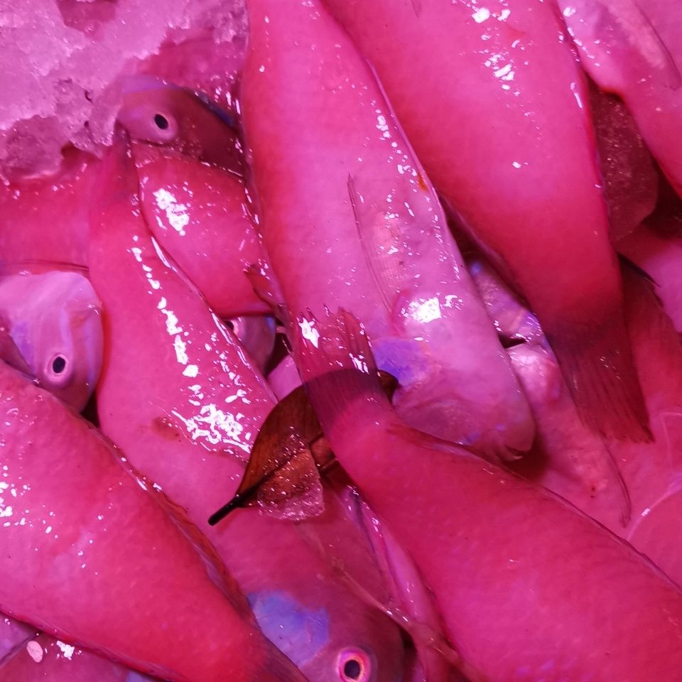 英哥鱼马头鱼红妹子鱼小条一斤15到25条真空保鲜速冻发货 9斤(超值装)