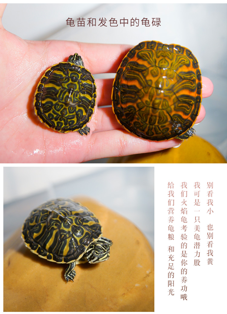火焰龟苗小乌龟活物活体观赏深水龟好养宠物龟进口龟红黄腹素食23厘米