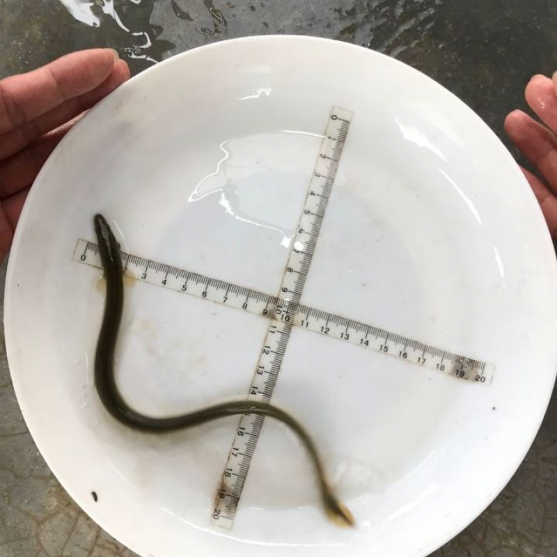 【京东推荐】鳗鱼苗白鳝鱼苗淡水河鳗青鳝青鳗白鳗鱼苗冷水热带鱼 30