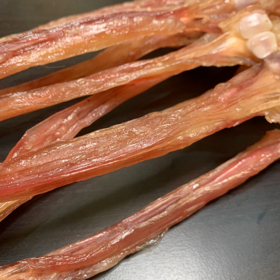 正宗新货梅花鹿干鹿筋主筋去毛蹄带鹿骨粗大滋补泡酒炖汤1000克