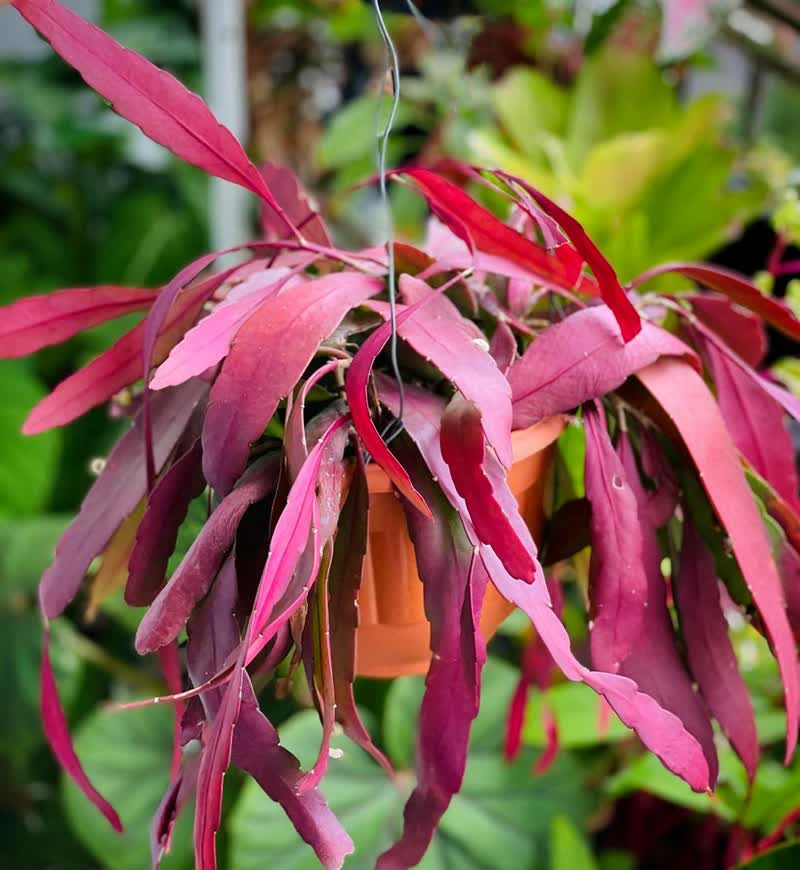 【生命力强】红叶丝苇热带雨林仙人掌昙花不怕晒垂吊植物盆栽玉珊瑚晒