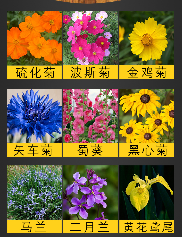 花卉种子波斯菊种子四季易种盆栽阳台植物花籽太阳花各种花卉种子其他