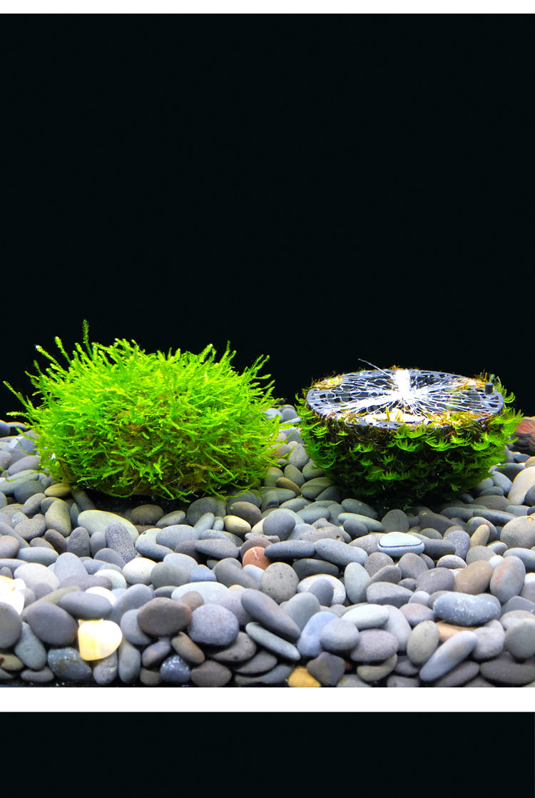 鲲煊水草球生态鱼缸莫斯水草活体草凤尾苔莫斯半球水草造景懒人造景