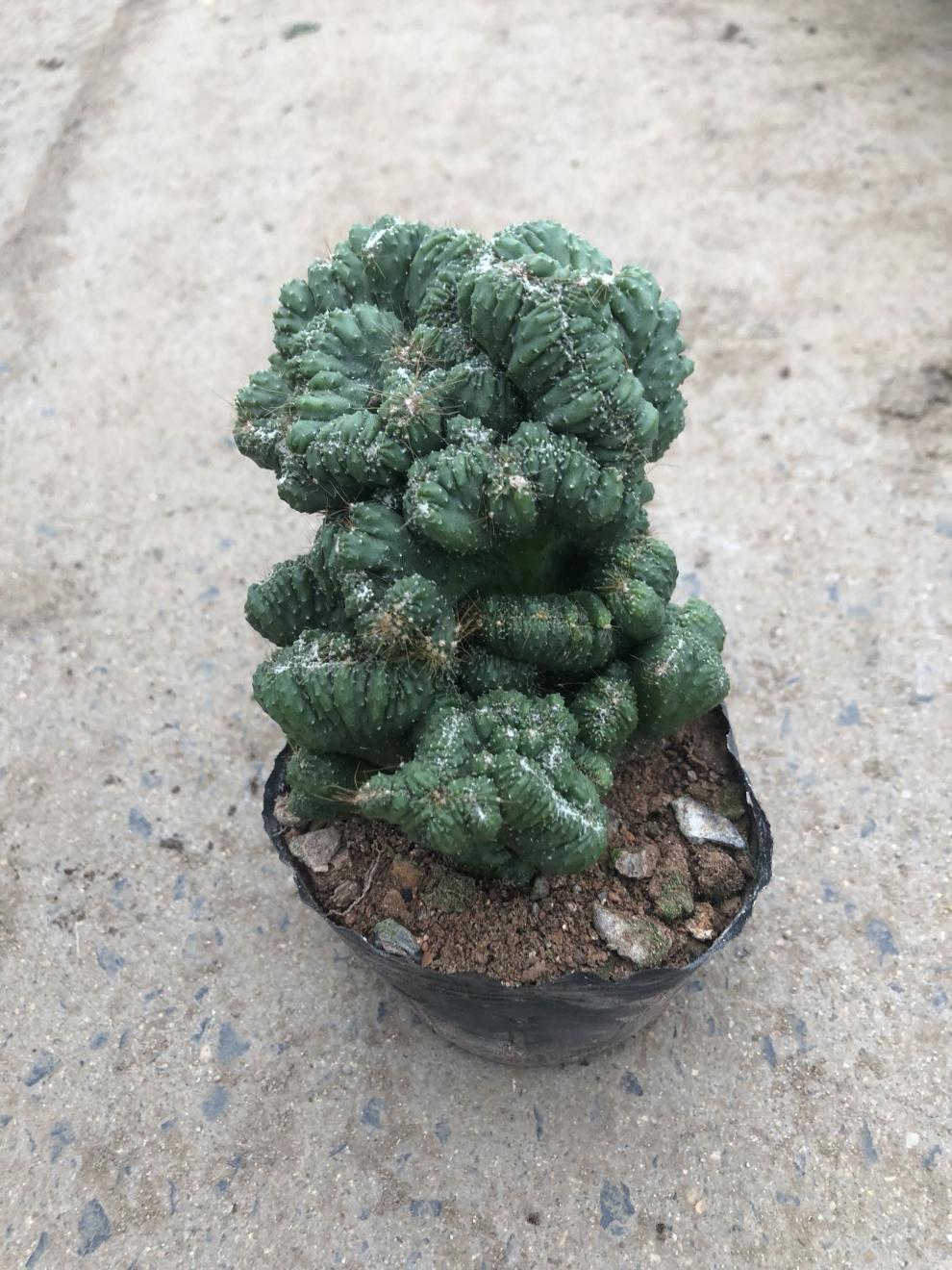 元井汇仙人山虎头罗汉山影拳 仙人掌类沙生多肉植物 虎头山影 盆栽