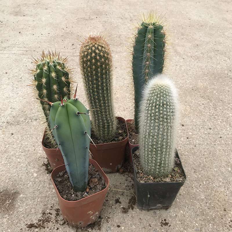 园艺 柱类大全仙人柱套餐有根超大蓝柱龙神木庭院好养仙人掌类植物