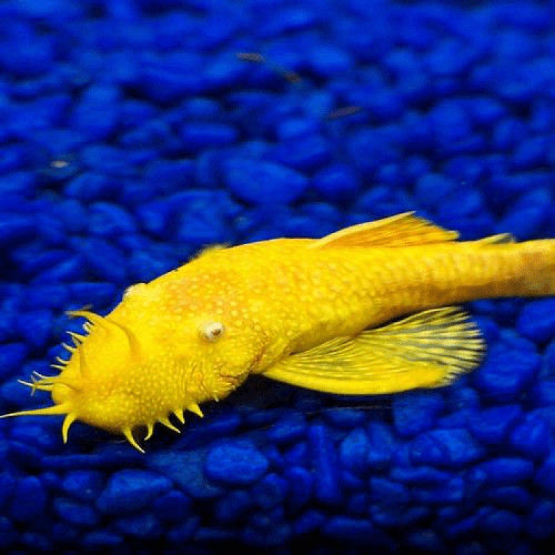 【京东】清道夫工具鱼红眼24黄金胡子鱼蓝眼大帆鱼缸清洁鱼异型鱼除藻
