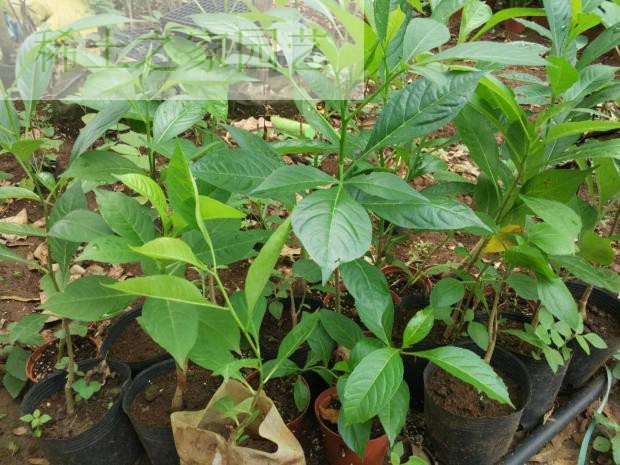 猴面包树苗种子正宗非洲名贵树种diy盆栽地栽 有8年开花结果树 30公分