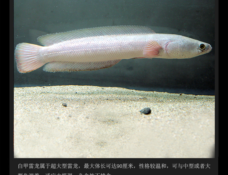 雷龙鱼活体活鱼大型稀有白甲彩虹雷龙鱼白化冷水观赏鱼凶猛鱼淡水