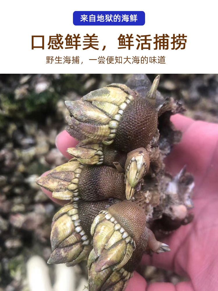 海鲜佛手螺鲜活大特大鹅颈藤壶狗爪螺海鸡脚螺龟足贝鸡爪螺 1斤极大