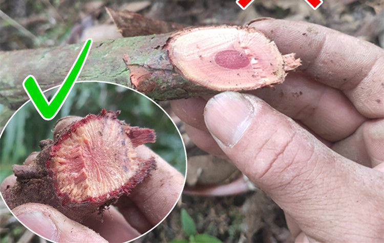 野生金樱根纯根金英子根金樱蔃新鲜金樱子根脱骨丹00克干品纯根手工切