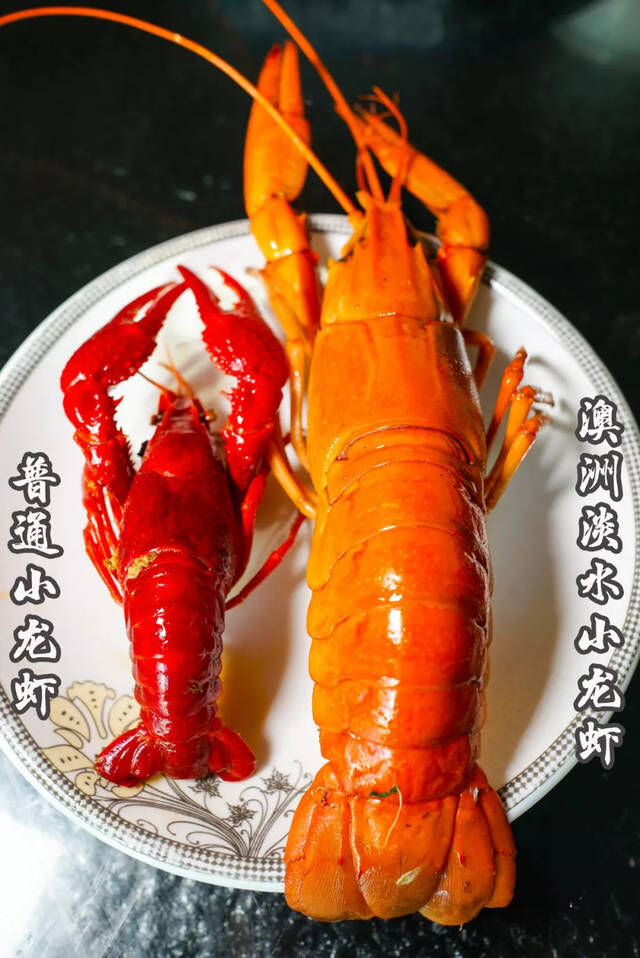 海鲜虾生淡水小龙虾鲜活蓝龙虾鱼缸虾活体宠物虾12两虾