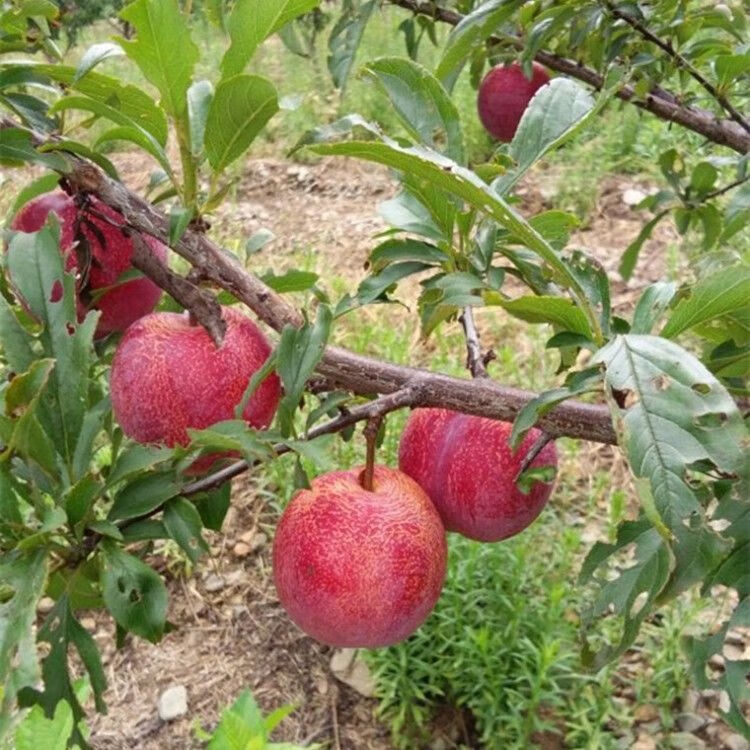 嫁接大红袍李子树苗李子苗脆李红布林李子苗盆栽地栽南北方种植3年苗