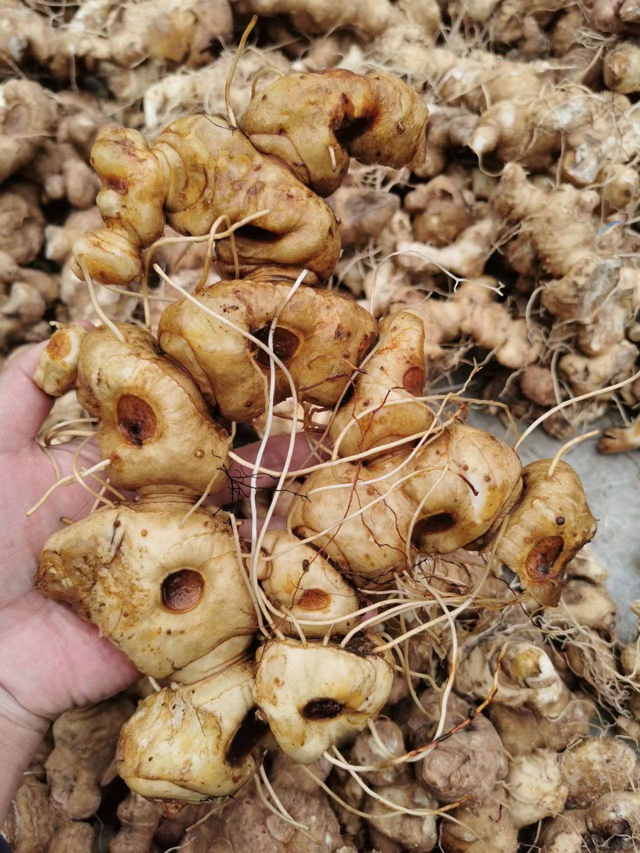 西藏野生黄精海拔3800米十年以上甜黄精九蒸九晒九制