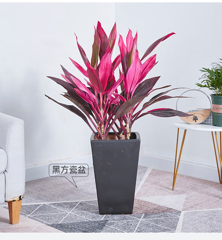 观叶盆景花卉水培红叶铁大植物室外喜阳红花卉高100110cm含编织篮含盆