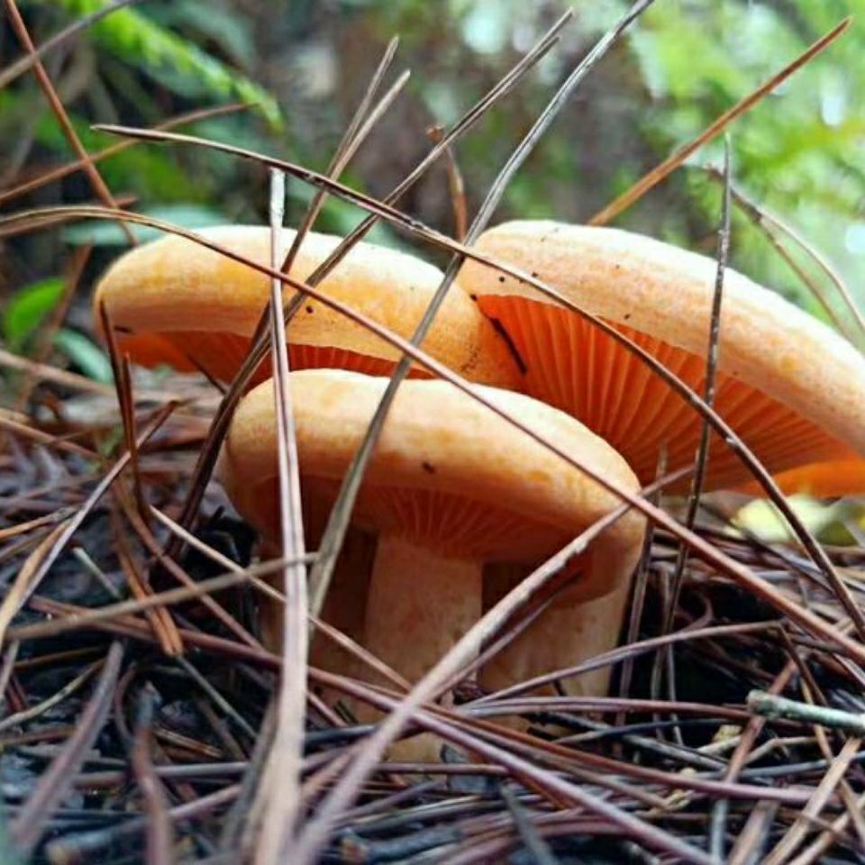 种子黄碟花菌种子野生蘑菇种子人工种植菌种 青碟花菌种子100粒【图片