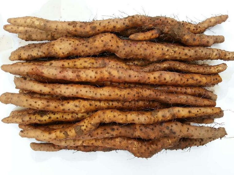【中食扶贫馆】新鲜现挖正宗河南焦作温县垆土铁棍山药淮怀山铁杆净重