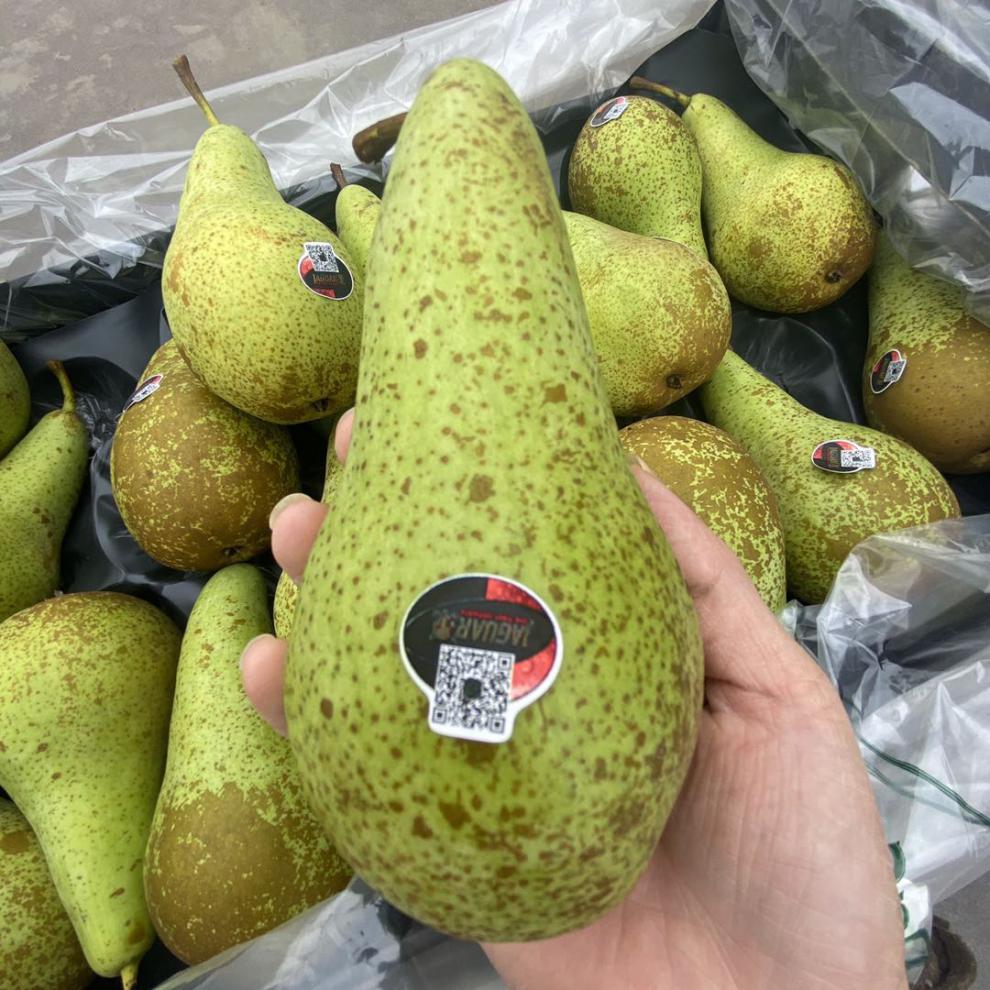 比利时荷兰青啤梨进口啤梨稀有热带水果梨子软糯香甜宝宝精选果共约46