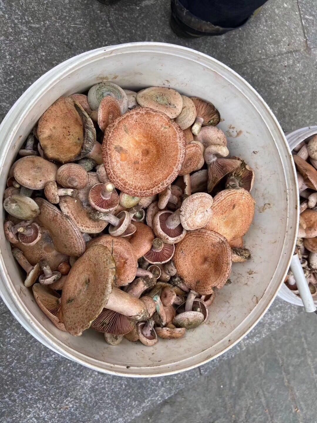 河湟生新鲜湖南野蘑菇当季重阳菌寒菌鲜活三九菇松乳菇铜绿菌枞菌松树