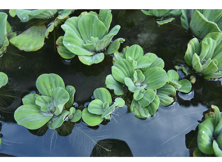 水芙蓉植物水浮莲种籽苗大薸鱼池鱼塘池塘净化水质的水草基地直销江浙