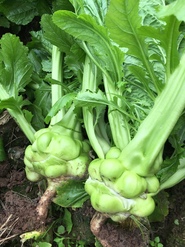 麻辣榨菜泡菜菱角菜重庆涪陵咸菜新鲜青菜头500g袋装下饭菜250g1000g