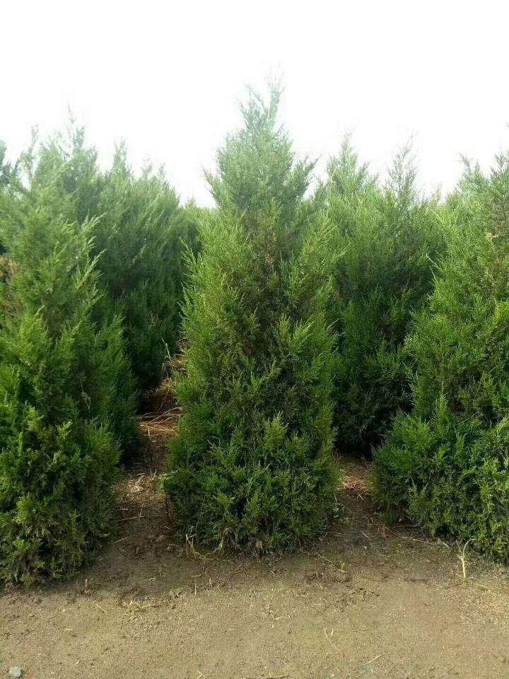 柏树苗松柏塔柏宝塔松侧柏树苗扁柏圆柏松树龙柏苗绿柏树青侧柏3040