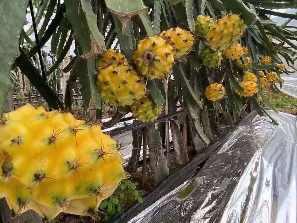 燕窝果苗带果新品种黄皮白肉火龙果嫁接苗麒麟果树当年结果庭院种 无