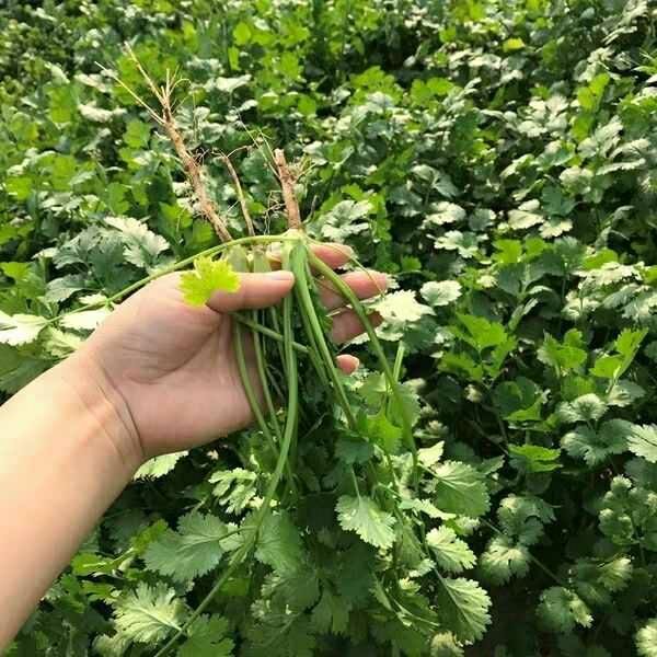 农家自种新鲜香菜现挖现发山东香菜调味菜火锅菜芫荽香菜时令蔬菜5斤