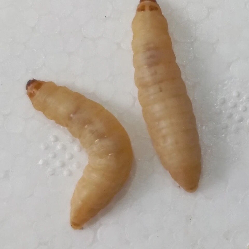 荣郁荣郁养殖厂玉米虫活体葡萄虫百灵活食蜜袋鼯变色金龙鱼高蛋白宠物