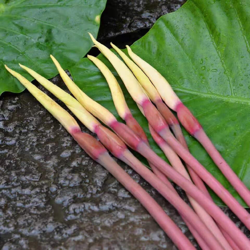 芋头花云南农家自种新鲜蔬菜紫色芋头花芋荷花 本地小米辣 芋头花3斤