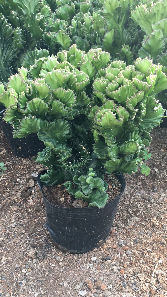 园艺帝国超大玉麒麟仙人掌美观创意盆栽高40至45厘米裸根不带土