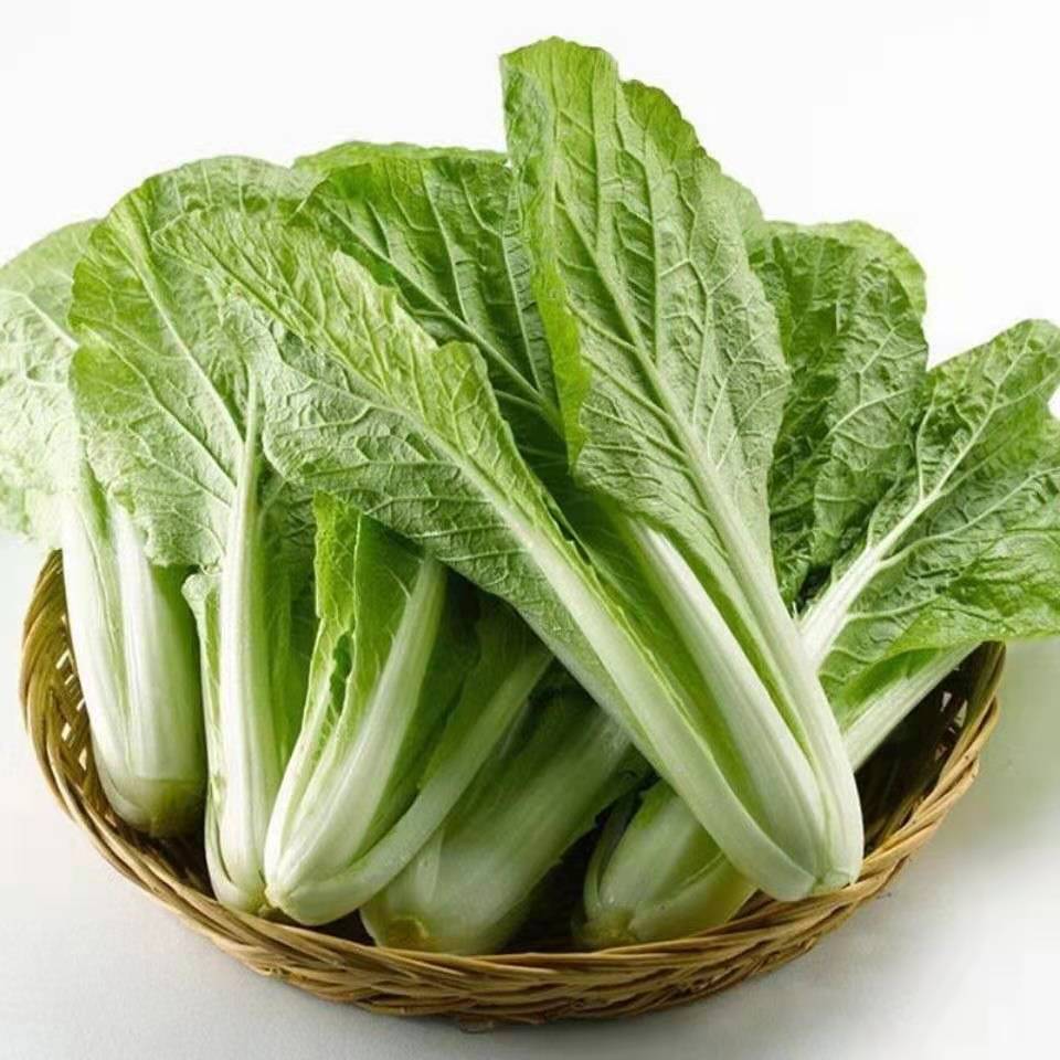 轻恋小白菜秋冬季新鲜蔬菜奶油菜蔬菜农家露天自种产
