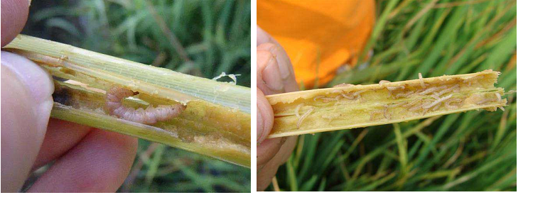 水稻杀虫剂水稻田卷叶螟二化螟三化螟杀虫剂钻心虫阿维氟铃脲110ml