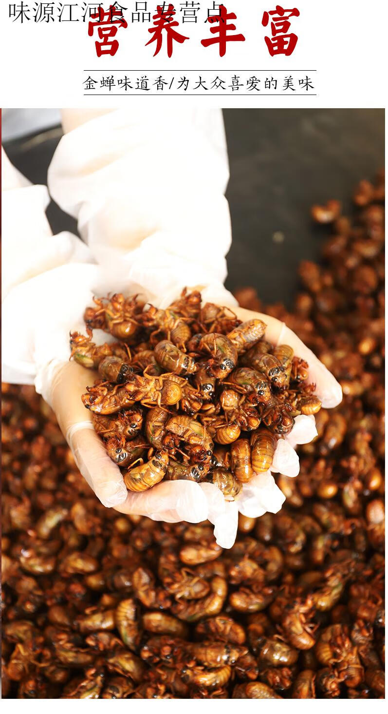 金蝉知了猴新鲜2021年蝉蛹100只活体速冻爬叉猴蚱结了龟鲜活2 100只