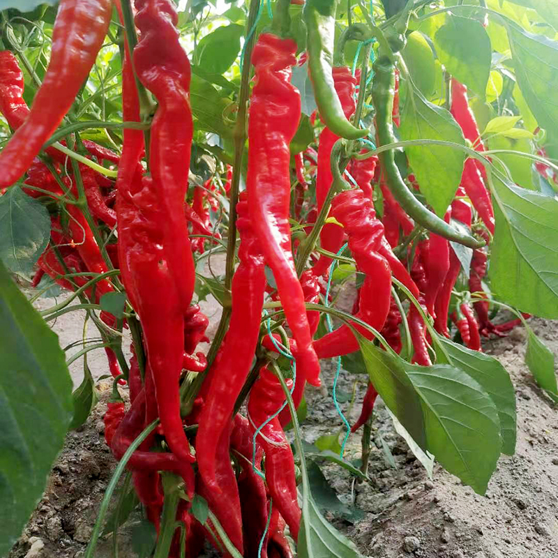 新鲜红螺丝椒山东大红辣椒红尖椒农家自种中辣个大4斤尖椒 4斤
