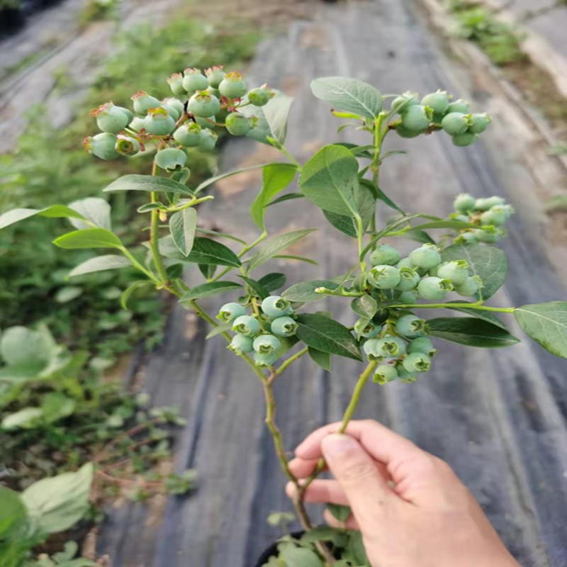 藍莓樹果苗帶花苞藍莓苗南北方種植兔眼特大陽臺盆栽樹苗當年結果 黑