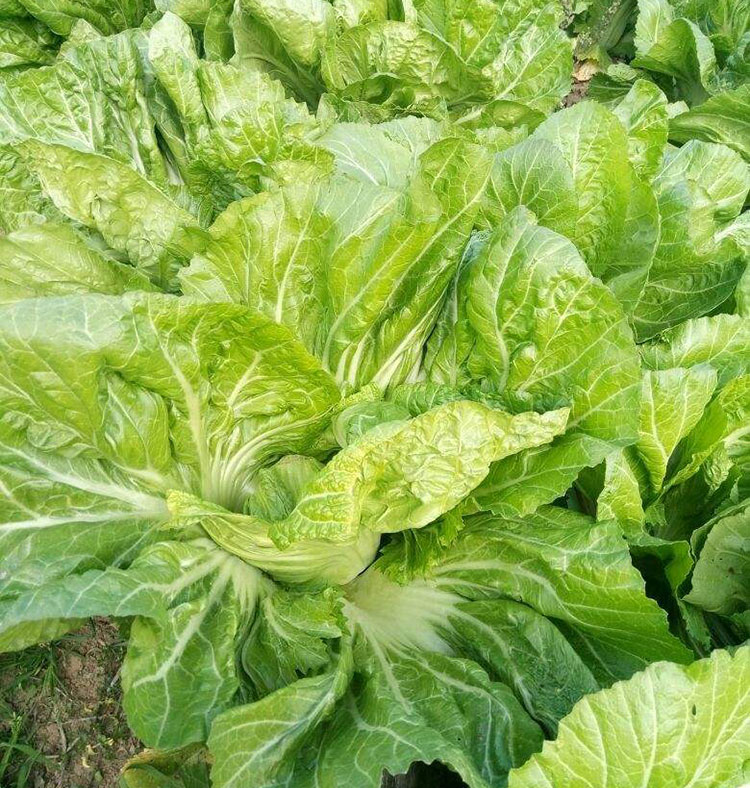 包心芥菜种籽包包青菜青菜四川做酸菜春夏秋冬四季阳台蔬菜种孑子920