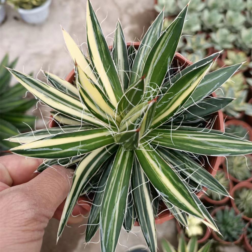 龙舌兰科植物合集稀有品种 agave 泷雷世之雪吉祥冠耐旱多肉植物 山寨