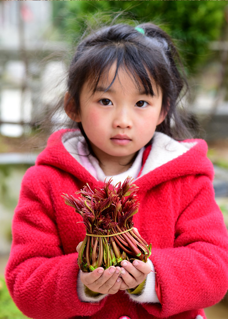 现摘农家头茬红油香椿芽新鲜香椿春芽子春叶芽特色蔬菜 500g