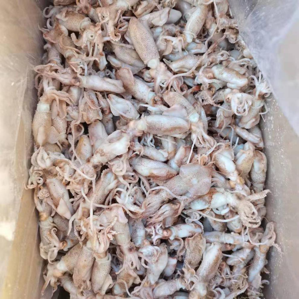 青樱红荔500g海兔新鲜盐渍生鲜干海鲜干货100g中大号500g