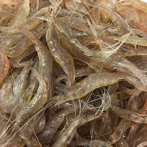 店铺推荐河虾虾苗青虾虾苗日本沼虾虾苗淡水活体鱼塘放生虾苗4000个